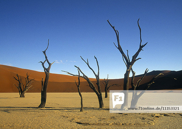 Kahle Bäume in abgelegener Wüste