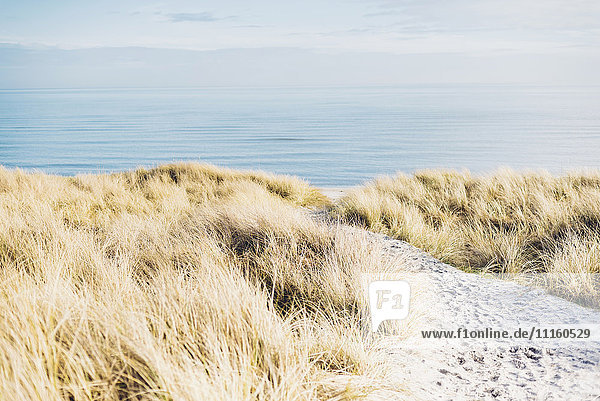 Dänemark  Hals  Dünen an der Ostsee