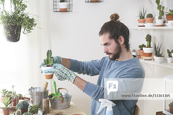 Junger Mann verpflanzt Kaktus in seinem Atelier