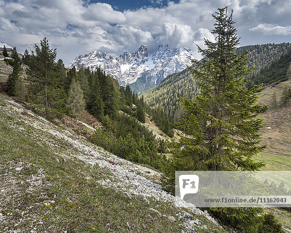 Italy  Province of Belluno  Nature Park Tre Cime  Sexten Dolomites  Prato Piazza