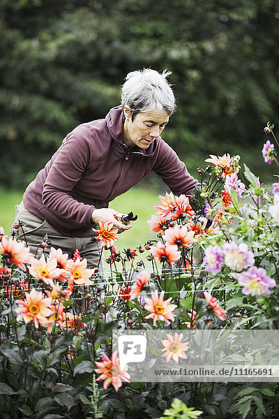 Eine Frau schneidet Blumen in einem Blumengarten einer biologischen kommerziellen Baumschule.