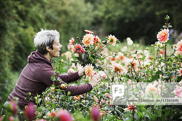 A woman cutting flowers in an organic commercial plant nursery flower garden.