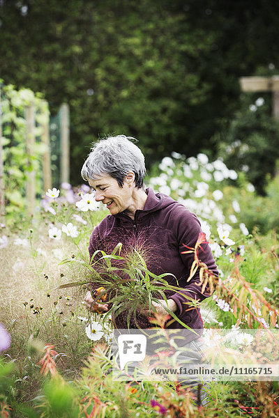 Eine reife Frau in einem blühenden Beet  die Blumen für Arrangements schneidet. Eine Bio-Blumengärtnerei.