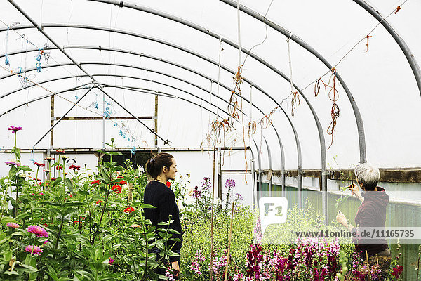 Two people working in a polytunnel full of flowering plants in a commercial flower nursery.