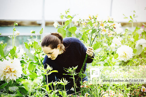 A woman working in an organic flower nursery.