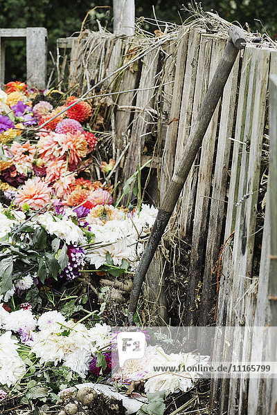 Eine Komposttonne aus alten Holzpaletten  mit toten Blumen  Gartenabfällen und Erde.