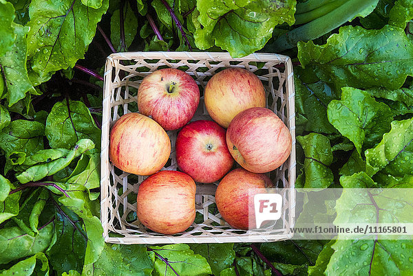 Close up of basket of red apples in wet leaves