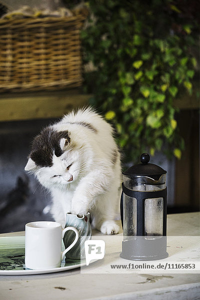 Eine Katze auf einem Gartentisch  die ihre Pfote in eine Milchkanne steckt. Ein Kaffeeperkulator und ein Milchkännchen.