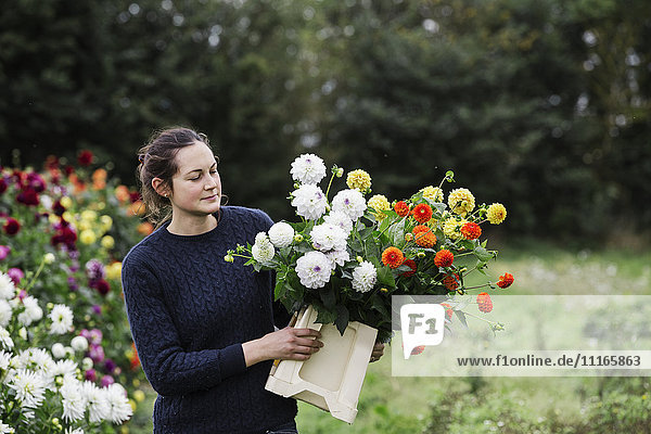 Eine Frau  die in einer Bio-Blumengärtnerei arbeitet und Blumen für Blumenarrangements und kommerzielle Aufträge schneidet.