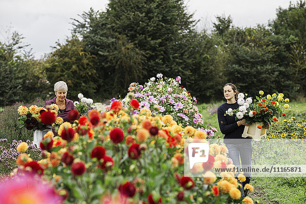 Zwei Personen arbeiten in einer Bio-Blumengärtnerei  schneiden Blumen für Blumenarrangements und kommerzielle Aufträge.