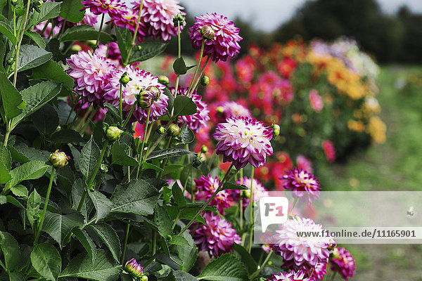 Dahlias flowering in a commercial nursery bed.