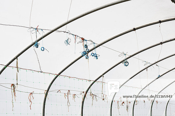 The framework of a polytunnel and outside covering. Small blue knots of string  old plant ties.
