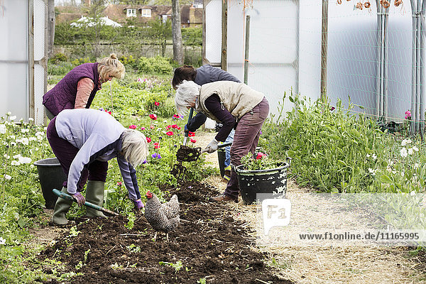 Four people  women working in a poly tunnel clearing plants from the soil.