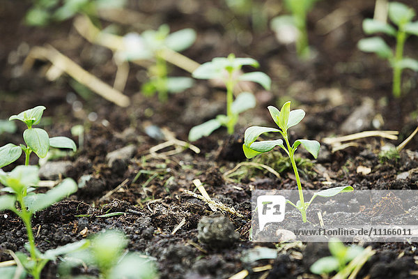 Young seedlings in the soil at an organic flower nursery.
