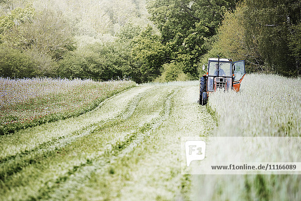 Ein Traktor  der auf einem Feld einen Schwad durch hohe Gräser und Blumen schneidet.