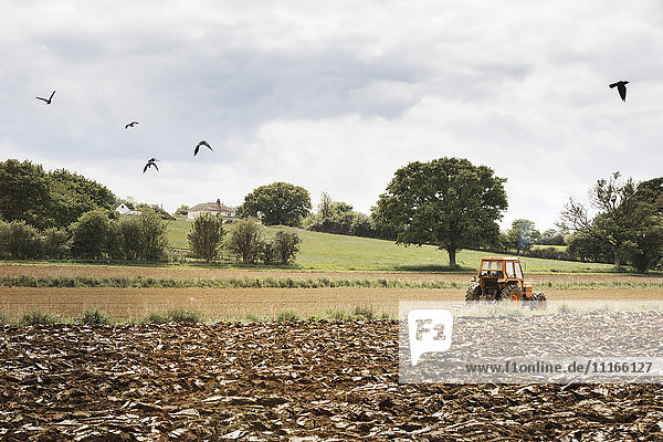 A ploughed field  and a tractor on the move. Birds in the air.