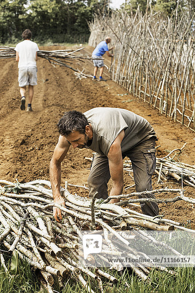 A man carrying a bundle of pea sticks  and two colleagues working on a frame for climbing plants in a vegetable plot.
