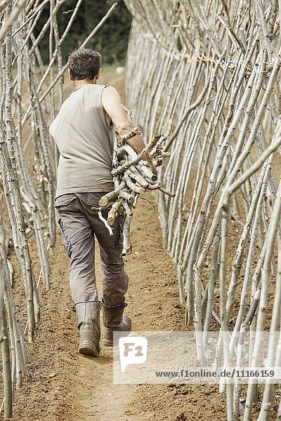 Ein Mann  der aus Erbsenstäbchen ein Gerüst für den Anbau von Gemüse in einer Bio-Gemüseparzelle herstellt.