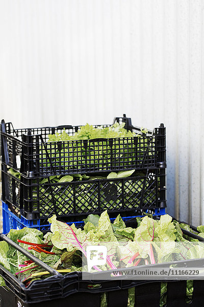 Verpackte Salatblätter und frische Gemüsegartenprodukte für die Küche in einem Bio-Garten.