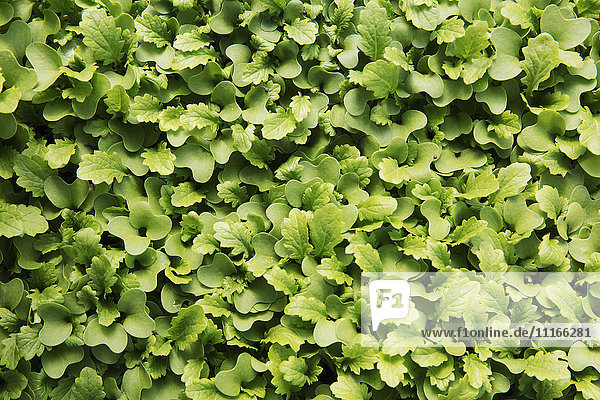Kleine Salatblätter  Mikroblätter wachsen. Ansicht von oben.