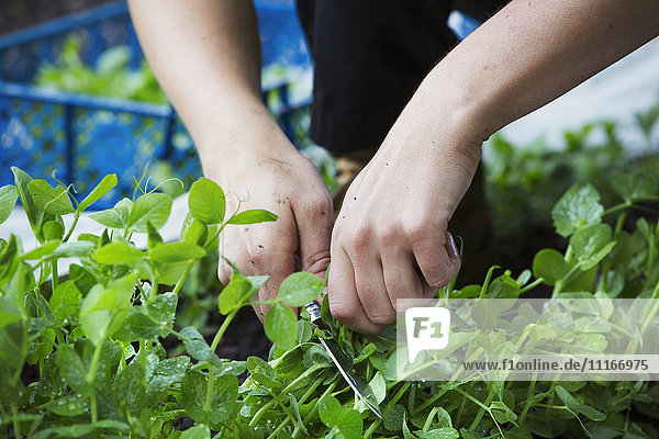 Eine Person  die frische grüne Salatblätter von einer wachsenden Pflanze pflückt.