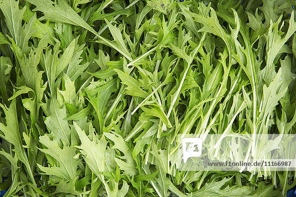 Frische grüne Rucola-Blätterzweige für den Tisch.