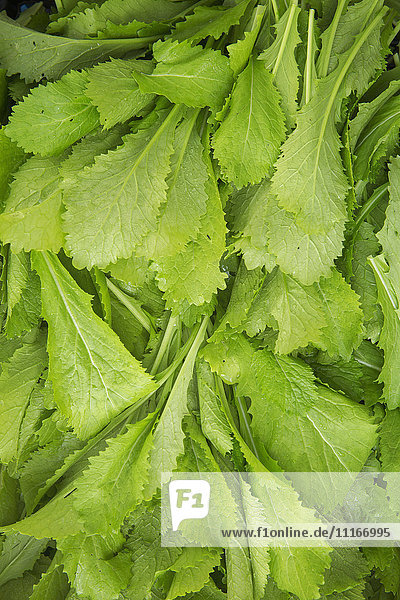 Frische grüne Salatblätter  ein gepflückter Strauß für den Tisch.