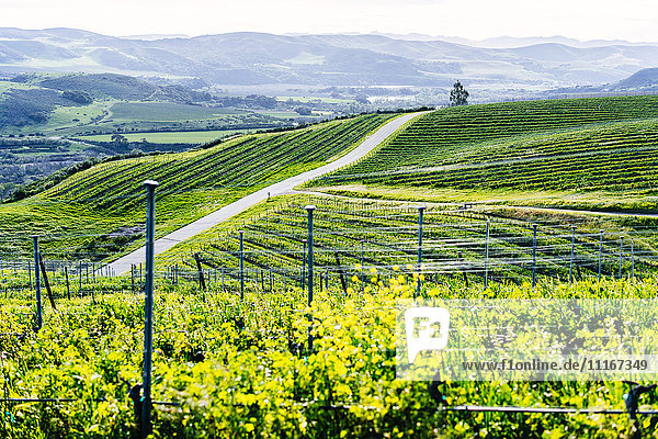 Vineyard on green rolling landscape