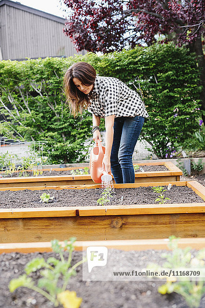 Woman with long brown hair working in a garden  watering seedlings in a bed.