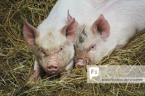 Schweine  die in Freilandhaltung unter Freilandbedingungen in einem landwirtschaftlichen Betrieb gehalten werden.