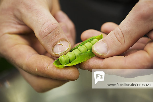 Close up of a chef shelling fresh green peas.