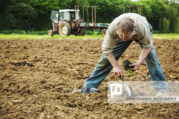 Ein Mann beugt sich mit einer Kelle und pflanzt einen kleinen Setzling in den Boden.