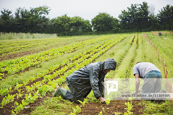 Zwei Männer knien auf einem Feld und kümmern sich um kleine Pflanzen in Reihen.