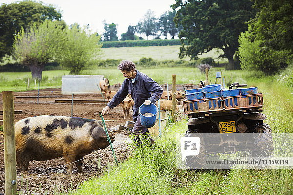Eine Frau klettert über den Zaun eines Stalls  um ein Schwein neben einem ATV voller Eimer zu füttern.