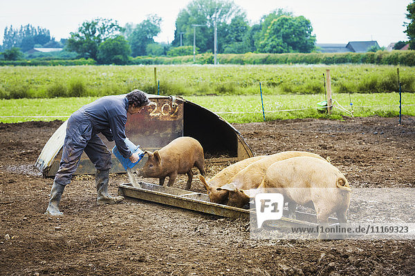 Eine Frau schüttet einen Eimer in einen Trog für eine Gruppe Schweine.