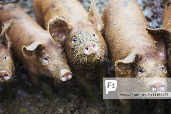 Eine Gruppe von Schweinen auf einem schlammigen Feld.
