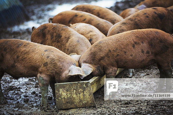 Eine Gruppe von Schweinen  die aus einem Trog fressen.