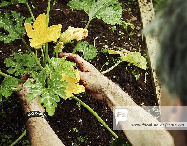 Ein Gärtner  der auf einem Gemüsebeet arbeitet und sich bückt  um Zucchini mit gelben Blüten zu pflücken.