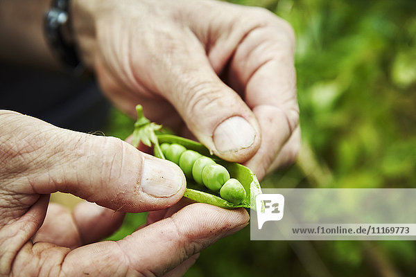 A gardener holding and prising open a pea pod to show fresh green peas.