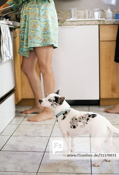 Barfüßige Frau und weißer Hund stehen in einer Küche.