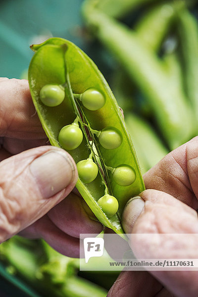A man opening a peapod to see the fresh peas growing inside it