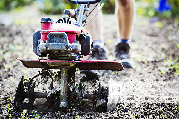 A man using a rotivator on soil in flowers beds in an organic garden.