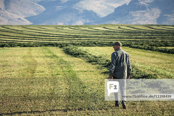 Kaukasischer Landwirt geht auf einem Feld und prüft die Ernte