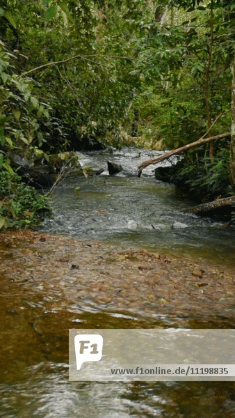 Flowing Stream in Forest