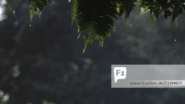 Tropical Rain