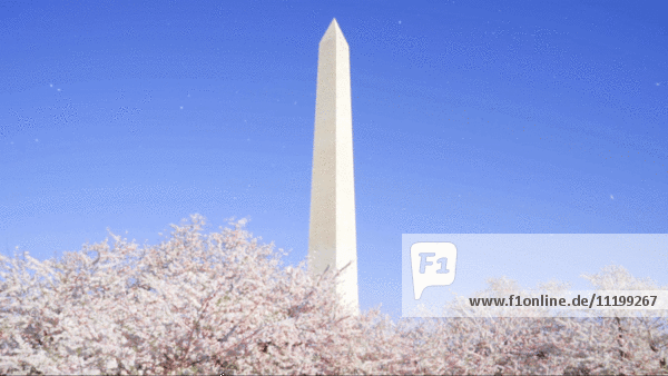 Washington Monument mit Kirschblüten,  die im Wind wehen,  Washington,  DC,  USA