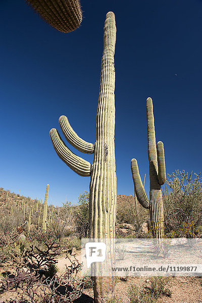 Saguaro Nationalpark  Arizona  USA
