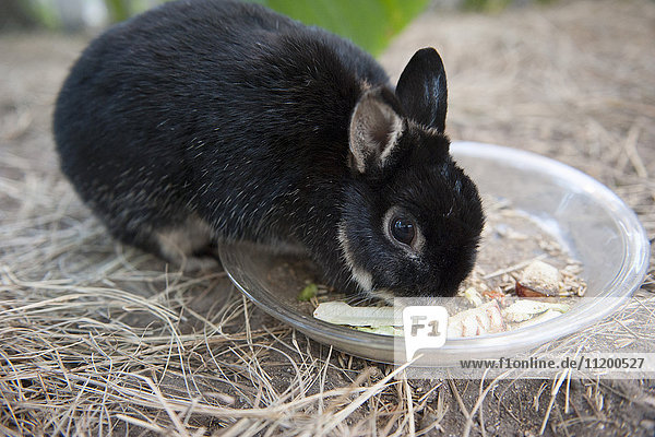 Kaninchen essen Futter aus der Schüssel