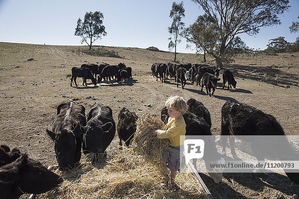 Boy carrying hay while standing by cattle on field