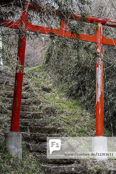 Torii Gate über Stufen inmitten von Bäumen im Wald  Hakone  Fuji-Hakone-Izu Nationalpark  Japan